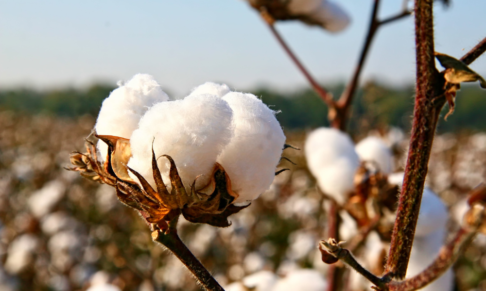 India Raises Cotton MSP by Over 7% for 2024-25 Season