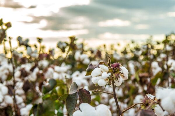 Lab-Grown Cotton Startup Seeks to Revolutionize Textile Industry