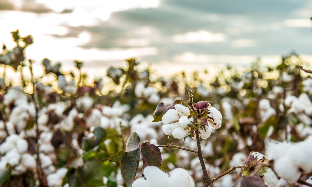 Lab-Grown Cotton Startup Seeks to Revolutionize Textile Industry