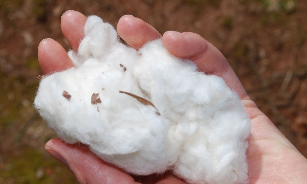 Maharashtra’s Ladli Behna Yojna Impacts Cotton Harvesting with LaborShortage