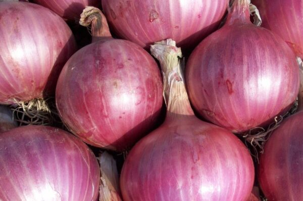 Government Dispatches Fifth Onion Shipment to Delhi to Stabilize Prices